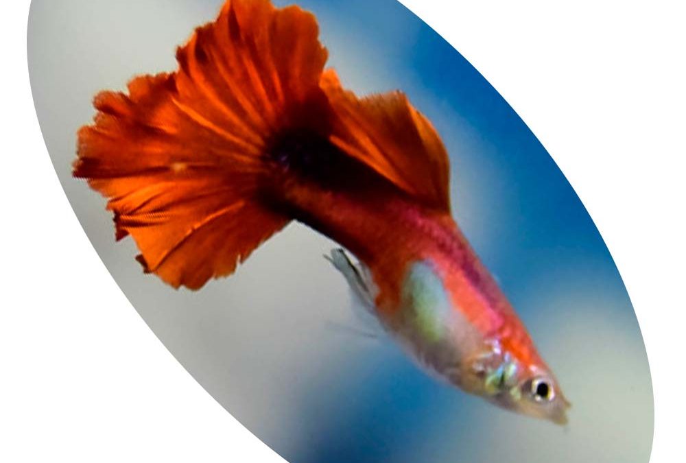 Peixe Lebiste Flamingo