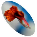 Peixe Lebiste Flamingo