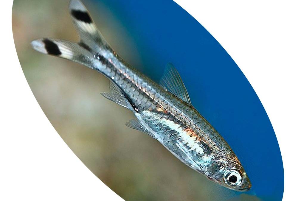Peixe Rasbora Scissortail (Triliceata)