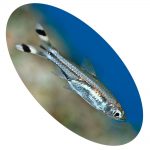 Peixe Rasbora Scissortail (Triliceata)