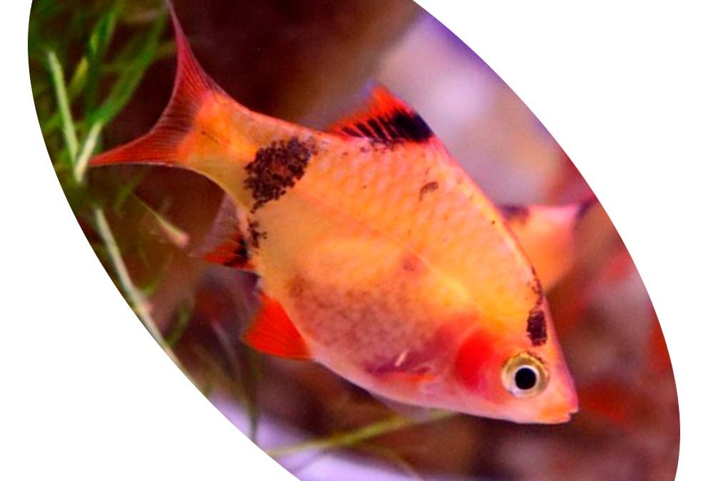 BARBUS SUMATRA RED