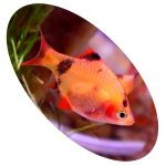 BARBUS SUMATRA RED