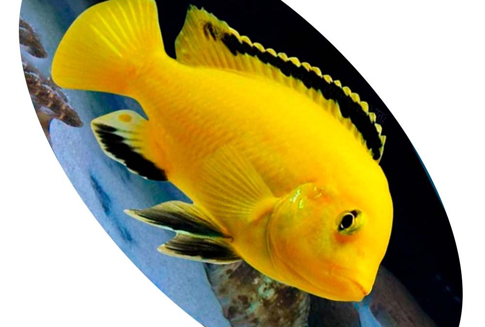 CICLIDEO LABID YELLOW
