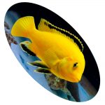 CICLIDEO LABID YELLOW