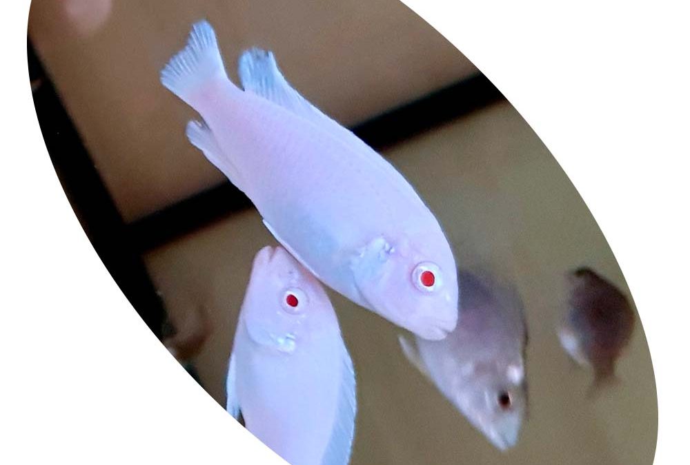 CICLIDEO PSEUD SOCOLOFI ALBINO