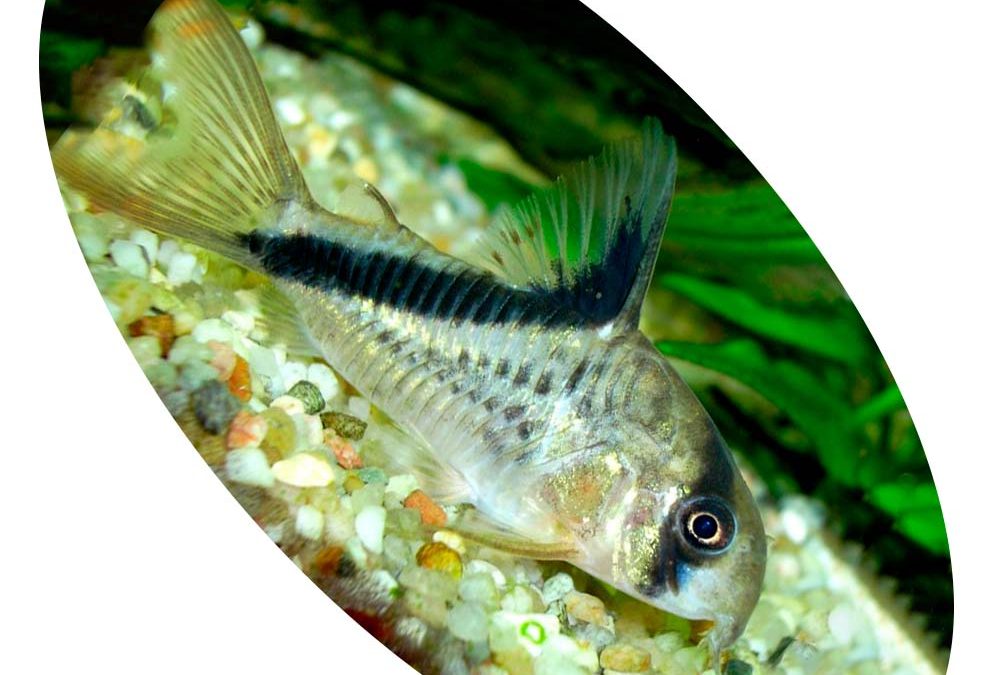 Peixe Coridora Meline