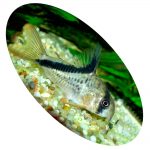 Peixe Coridora Meline