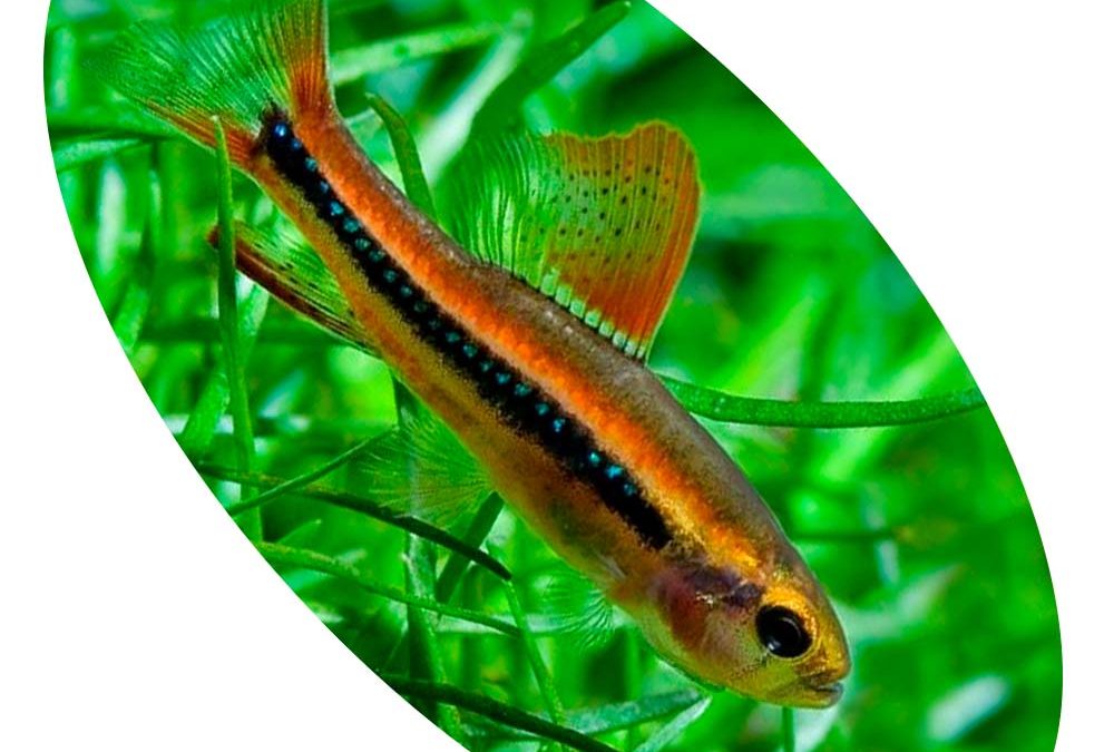 TETRA BRILHANTE