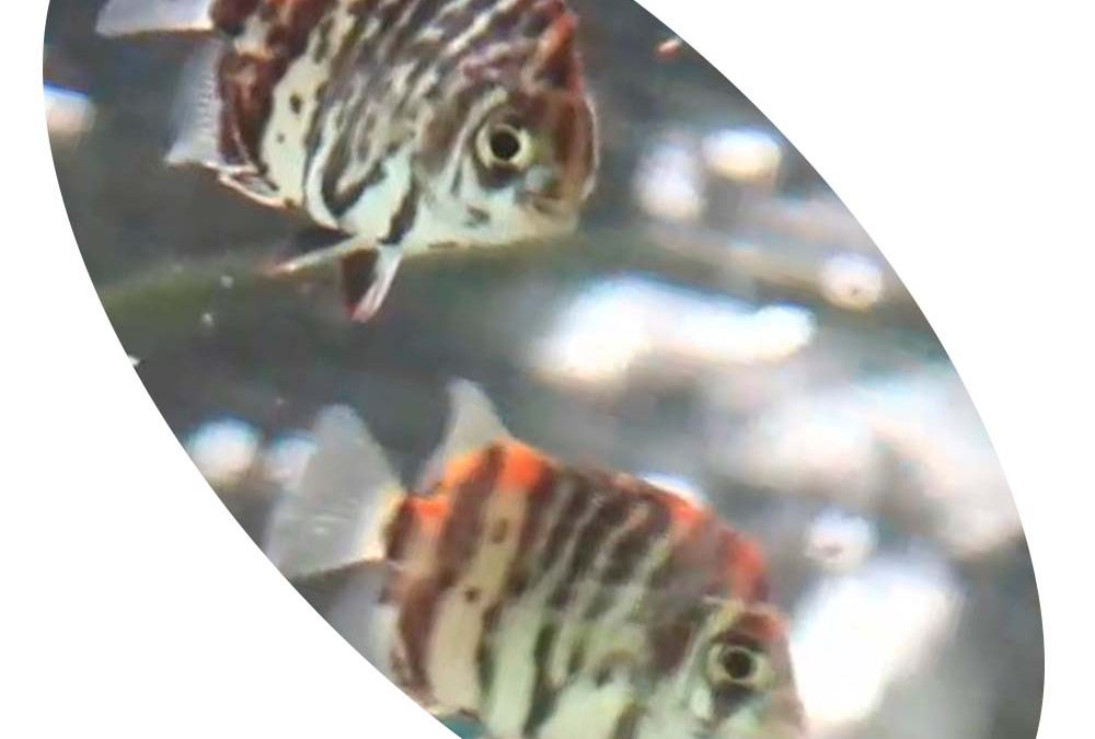 Peixe Scatophagus Red