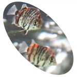 Peixe Scatophagus Red