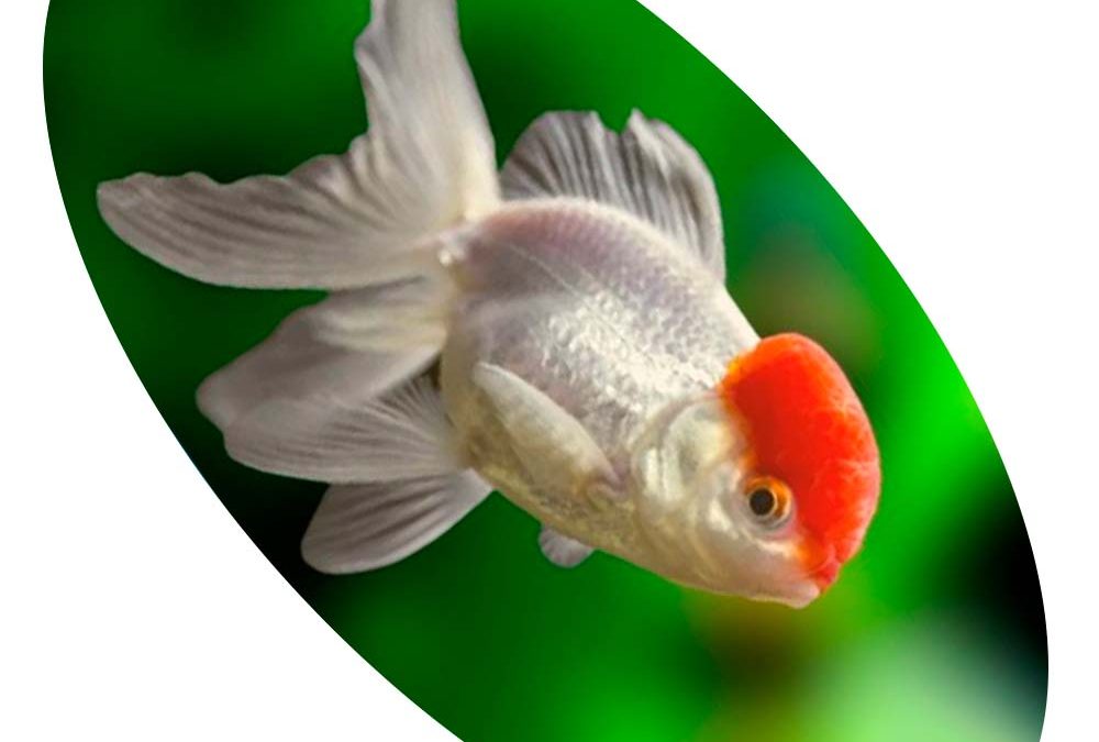 Peixe Kinguio Oranda Red Cap