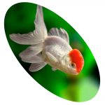 Peixe Kinguio Oranda Red Cap