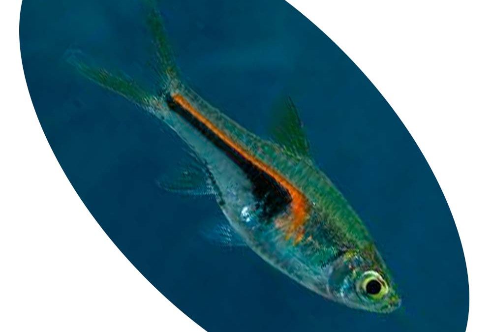 Peixe Rasbora Hengli