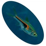 Peixe Rasbora Hengli