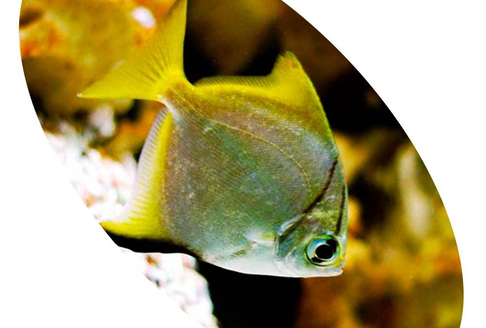 Peixe Monodactylus Argenteus