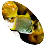 Peixe Monodactylus Argenteus