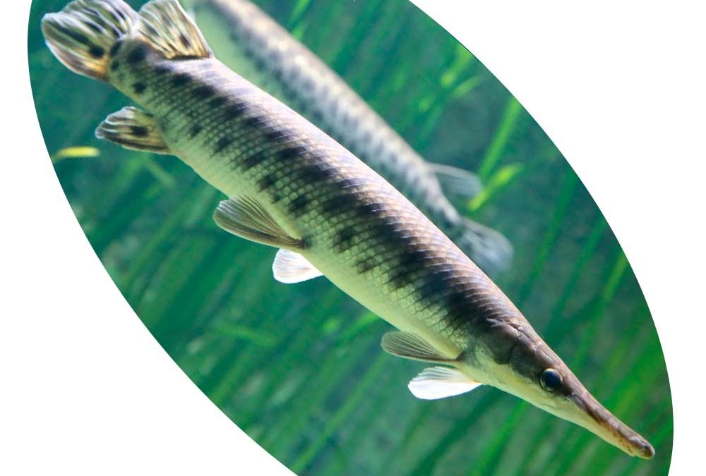 Peixe Lepsosteus Oculatus
