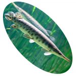 Peixe Lepsosteus Oculatus