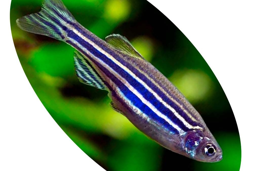 Peixe Paulistinha