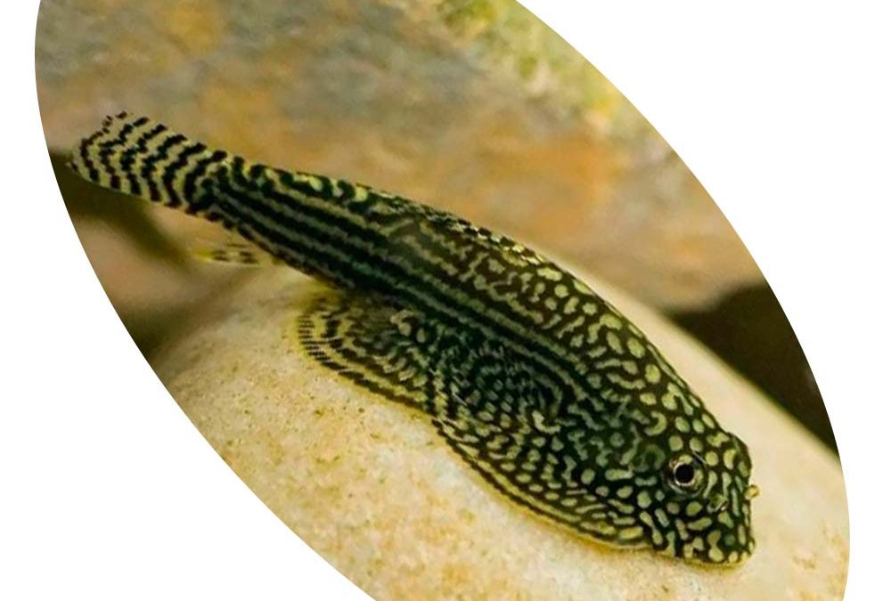 Peixe Mini Arraia