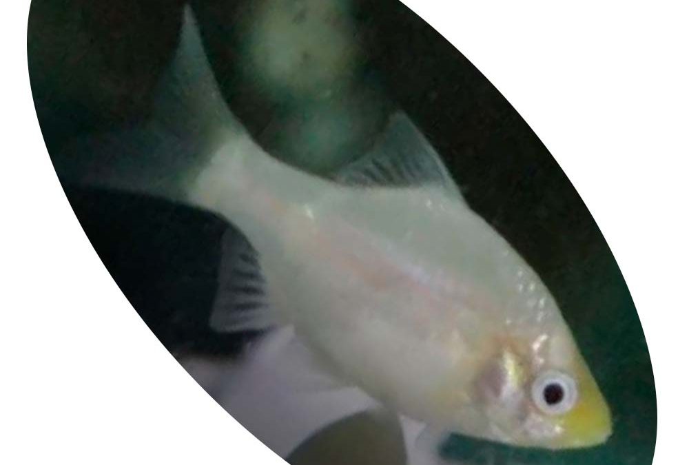 Peixe Barbus Sumatra White