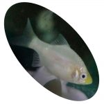 Peixe Barbus Sumatra White