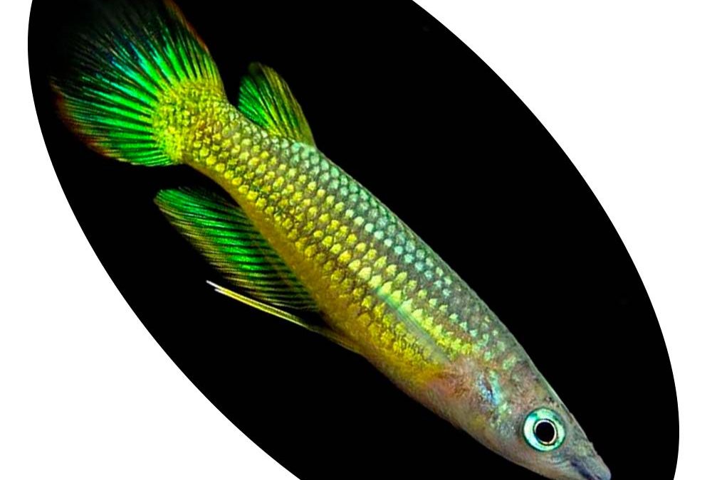 PANCHAX GOLDEN