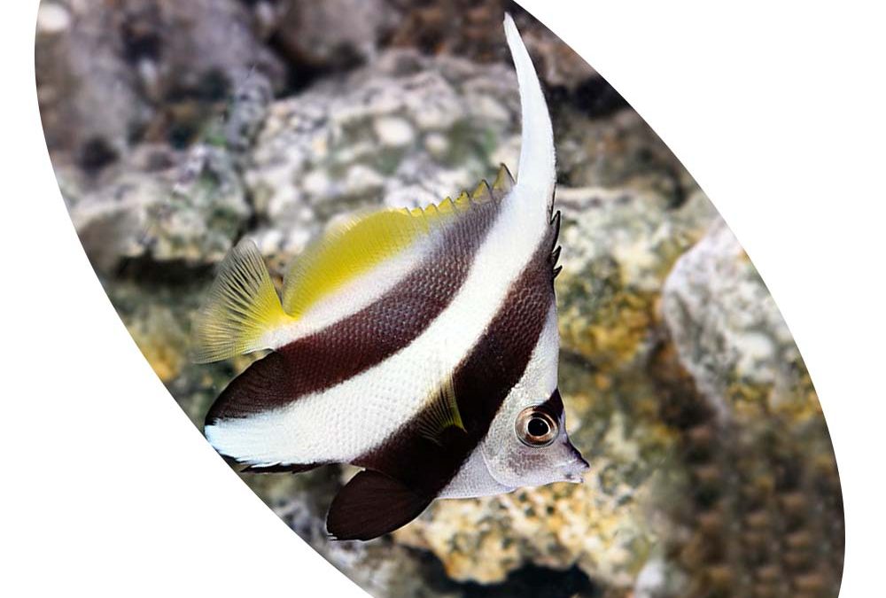 Peixe Borboleta Heniochus Black & White