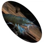 LAGOSTA FILTRADORA