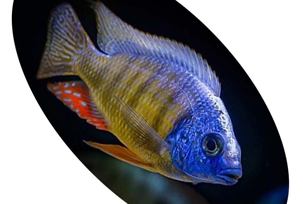 PROTOMELAS FENESTRATUS TAIWAN REEF