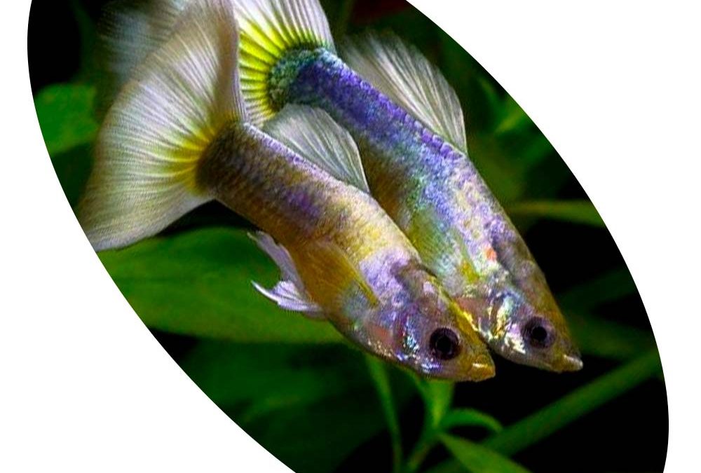 LEBISTE PASTEL