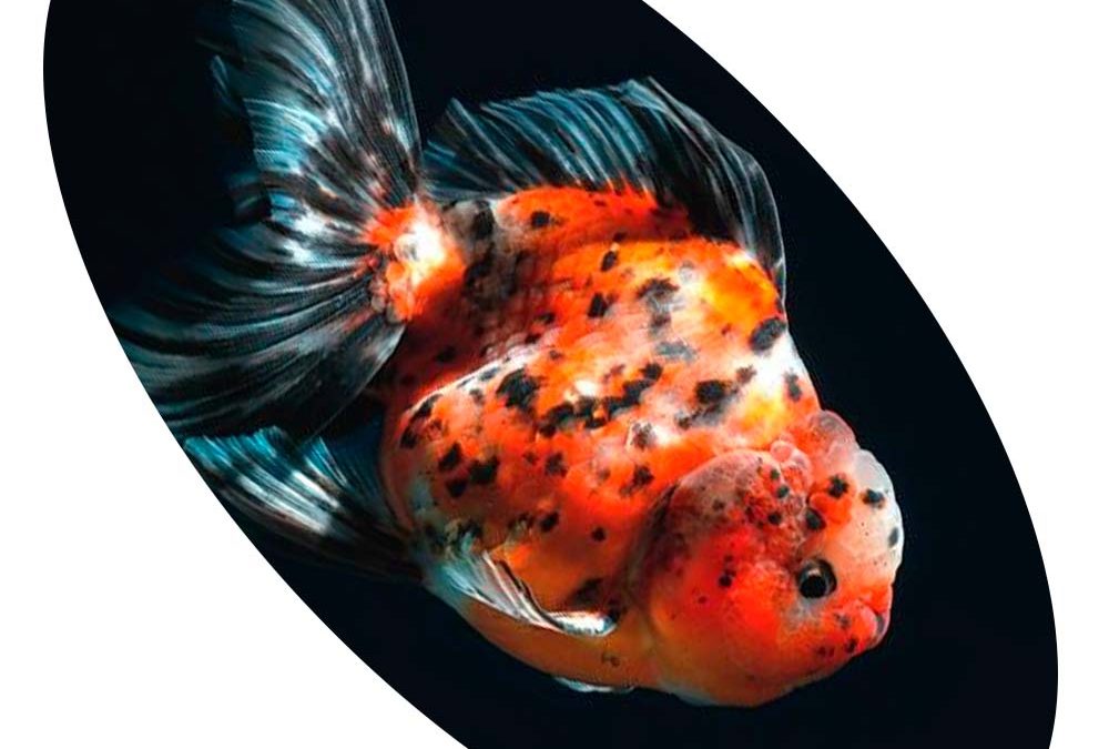 KINGUIO ORANDA CALICO