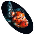 KINGUIO ORANDA CALICO