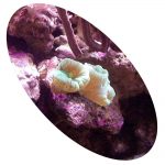 CORAL TRUMPET BICOLOR 2 BOCAS