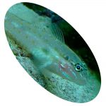 Peixe Blenio Transparente