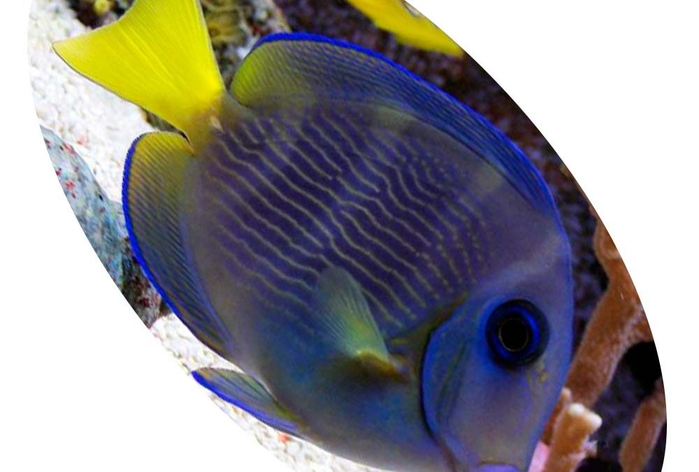 313 ACANTHURUS COERULEUS