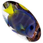 313 ACANTHURUS COERULEUS