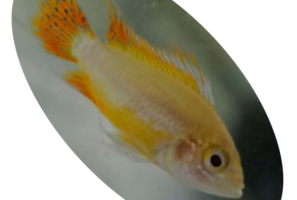 615026 APISTOGRAMMA CACATUOIDES WHITE ORANGE