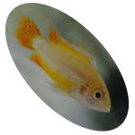 615026 APISTOGRAMMA CACATUOIDES WHITE ORANGE