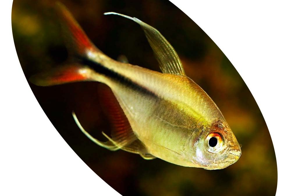 Peixe Tetra Hemigrammus Dorsalis