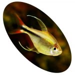 Peixe Tetra Hemigrammus Dorsalis