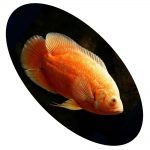 621752 OSCAR ALBINO RED RUBI