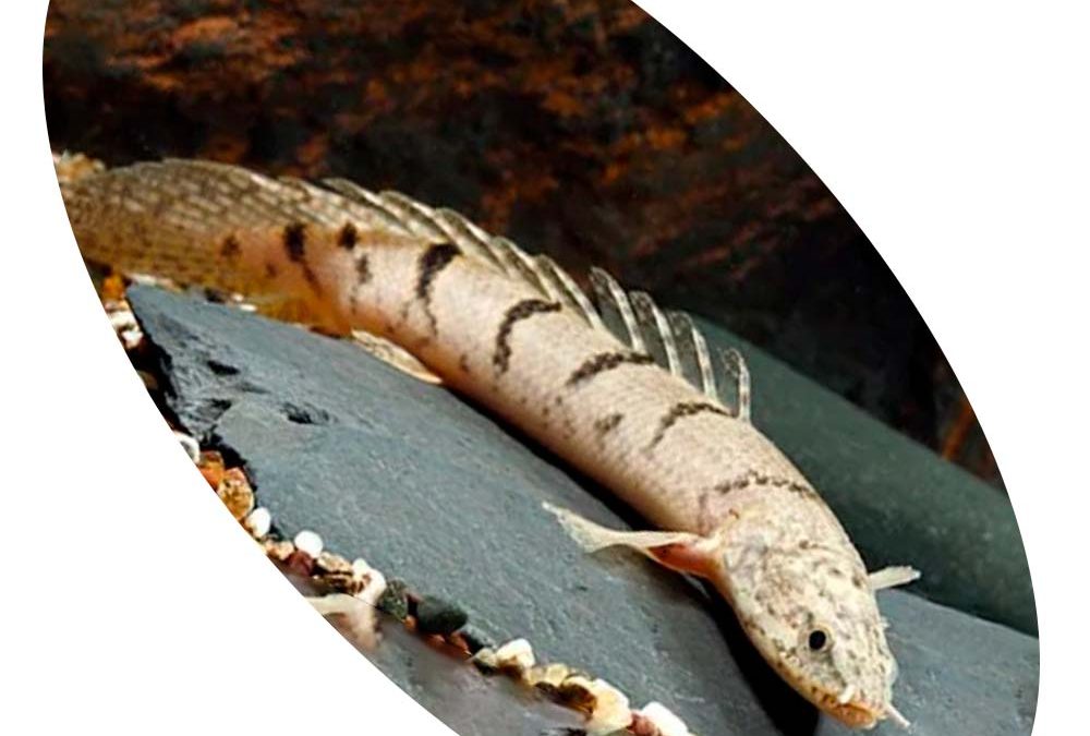 623916 POLYPTERUS DELHEZI