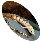 623916 POLYPTERUS DELHEZI