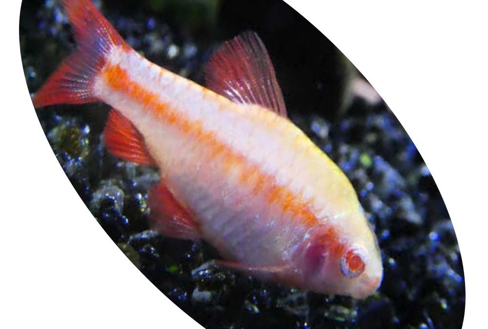 624799 BARBUS TITTEYA ALBINO
