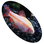 624799 BARBUS TITTEYA ALBINO