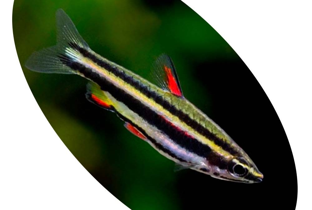 632589 TETRA NANNOSTOMUS MARGINATUS