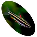 632589 TETRA NANNOSTOMUS MARGINATUS