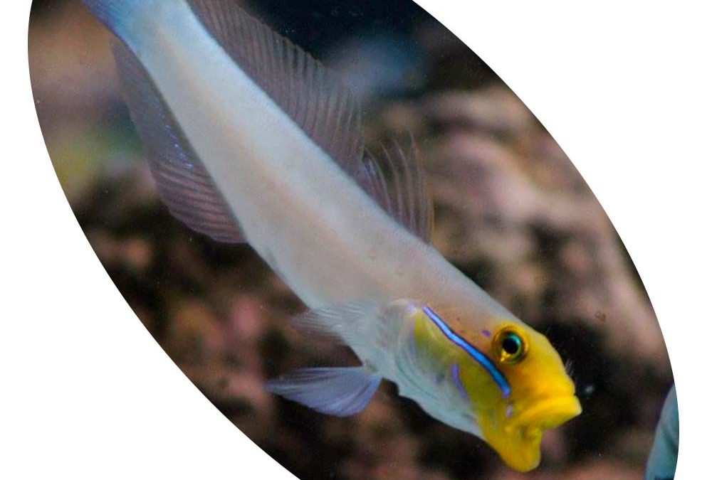8473 GOLD HEAD GOBY