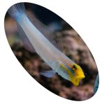 8473 GOLD HEAD GOBY